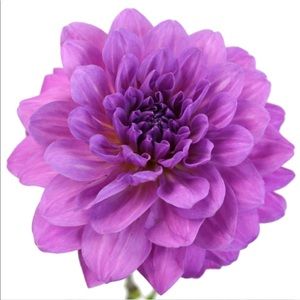 Meet your Posher, Lindy